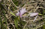 Rose pogonia <BR>Snakemouth orchid